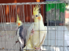 Cokatel bird